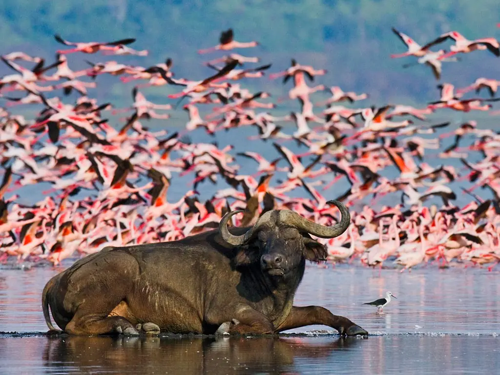 Through the Rift Valley Safari